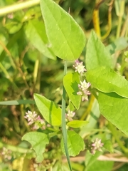 False amaranth (Digera muricata)