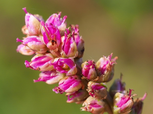 False amaranth (Digera muricata)