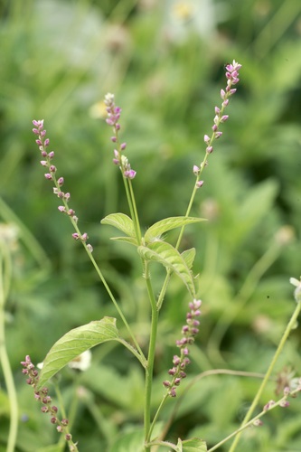False amaranth (Digera muricata)
