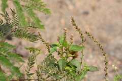 False amaranth (Digera muricata)