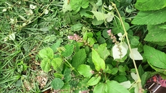 False amaranth (Digera muricata)