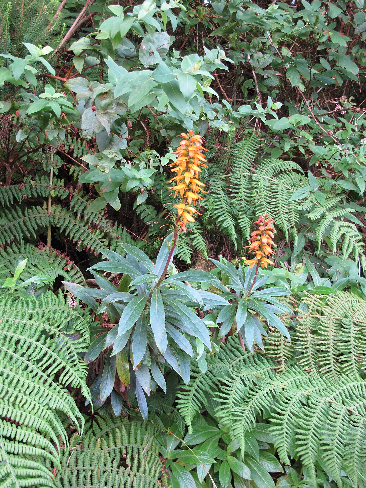 Canary islands foxglove: Anaga Rural Park, Tenerife, Canary Islands, Spain.