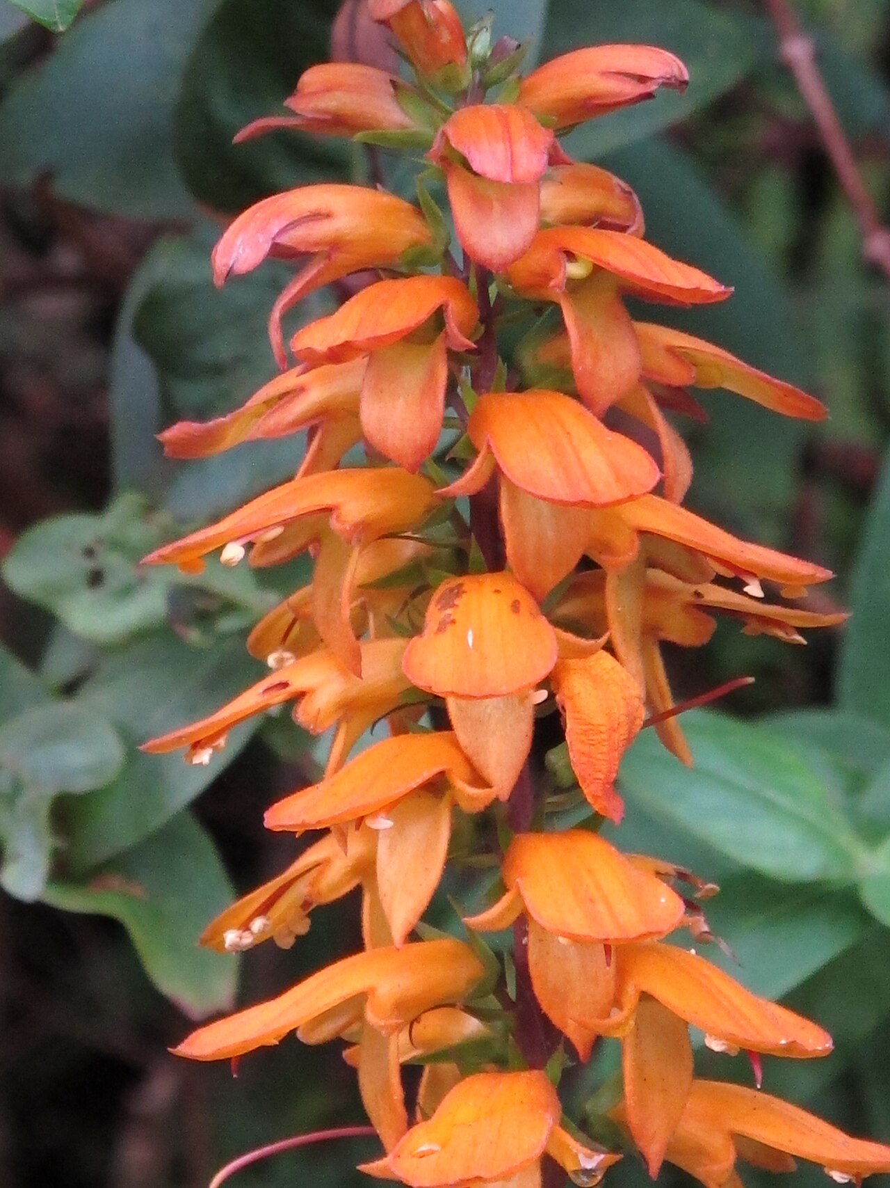 Canary islands foxglove: Anaga Rural Park, Tenerife, Canary Islands, Spain.
