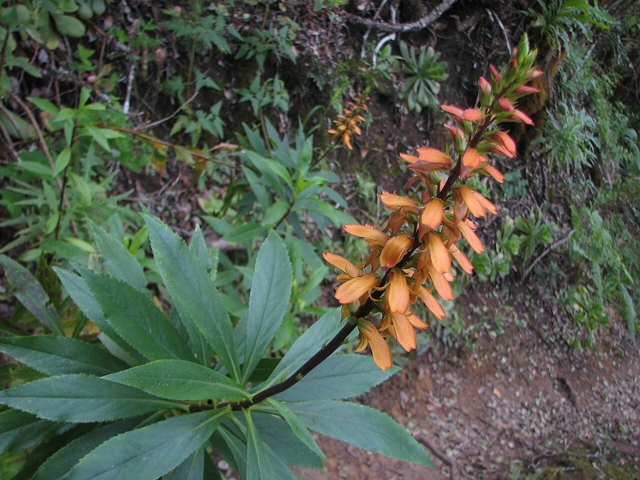 Canary islands foxglove: Cresta de Gallo (Isoplexis canariensis). El Pijaral, Monte de Anaga, Tenerife.