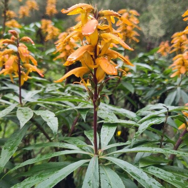 Canary islands foxglove (Digitalis canariensis)