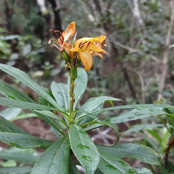 Canary islands foxglove (Digitalis canariensis)