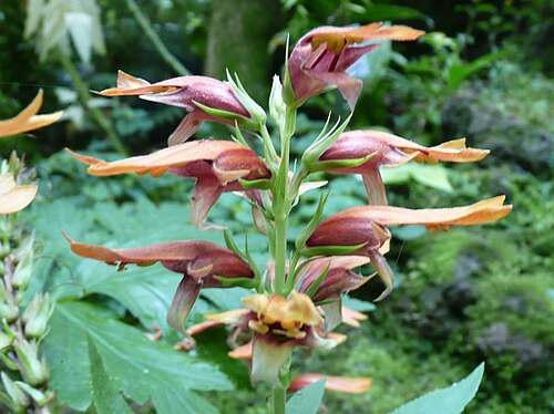Canary islands foxglove: Botanischer Garten Erlangen, 2008