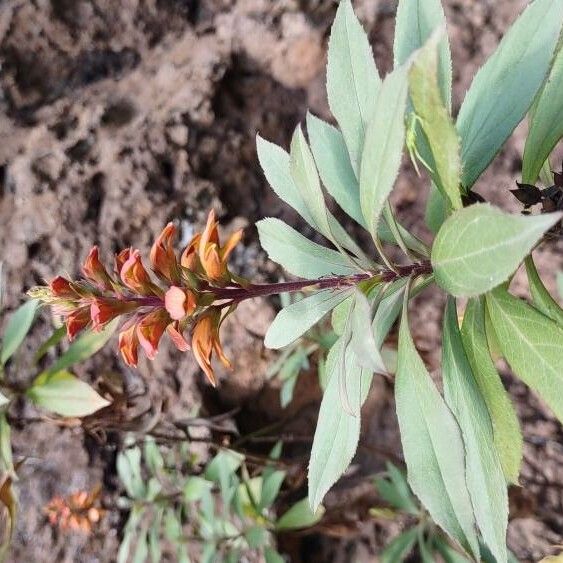 Canary islands foxglove (Digitalis canariensis)