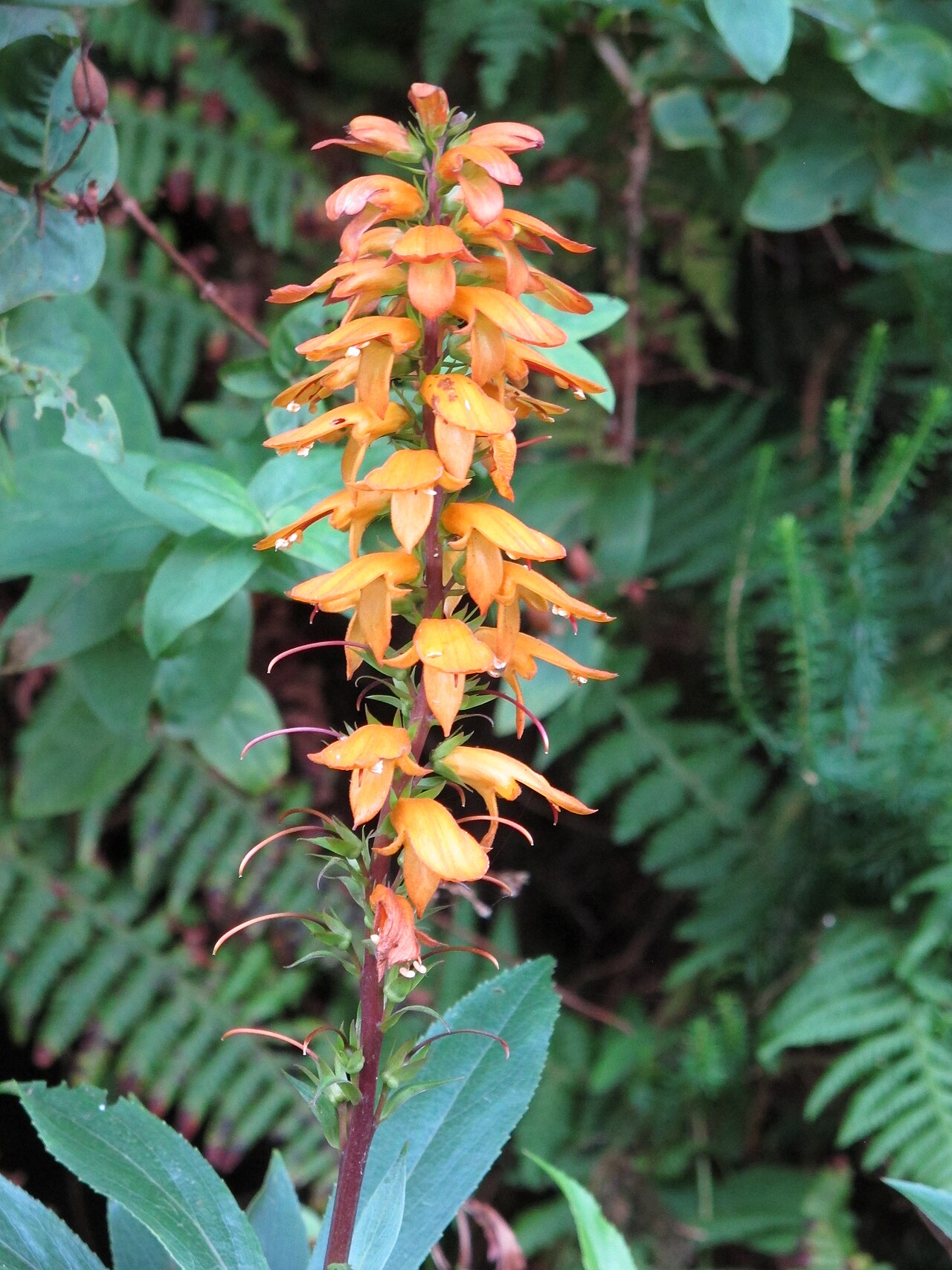 Canary islands foxglove: Anaga Rural Park, Tenerife, Canary Islands, Spain.
