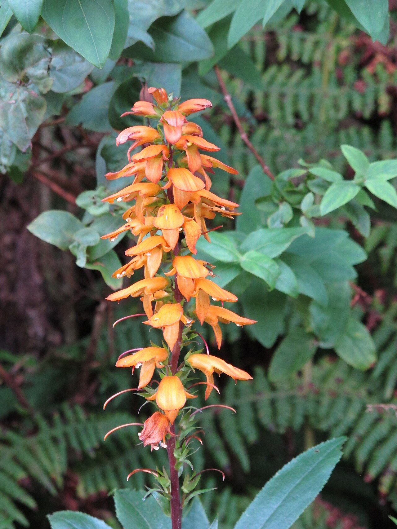 Canary islands foxglove: Anaga Rural Park, Tenerife, Canary Islands, Spain.