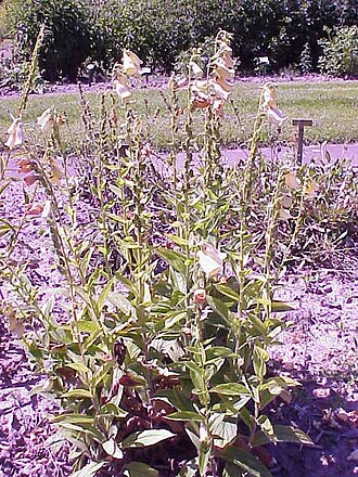 Digitalis ciliata (Digitalis ciliata)