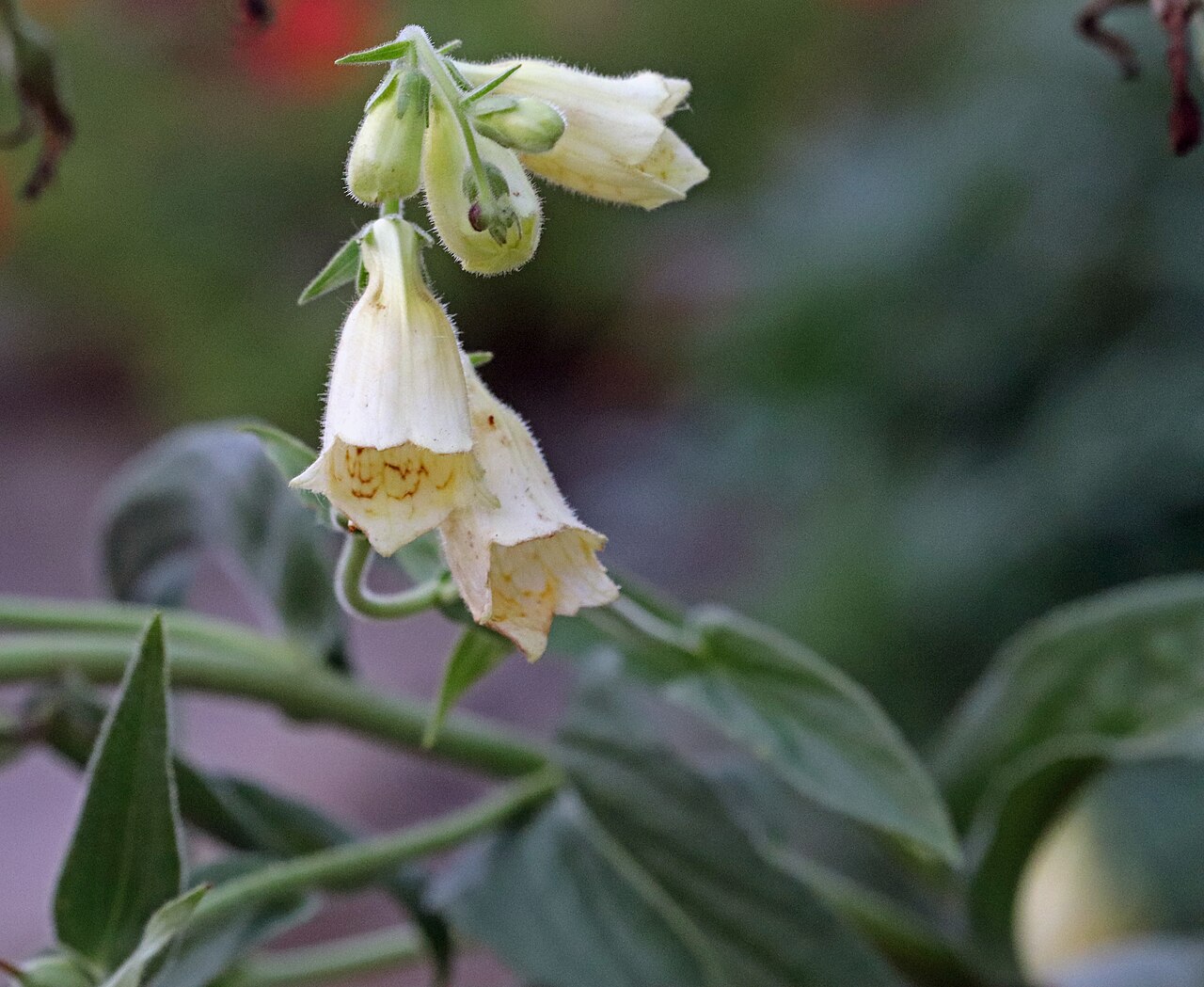 Digitalis ciliata: Digitalis ciliata at the University of Georgia Trial Gardens on September 30, 2018. Identified by sign.
