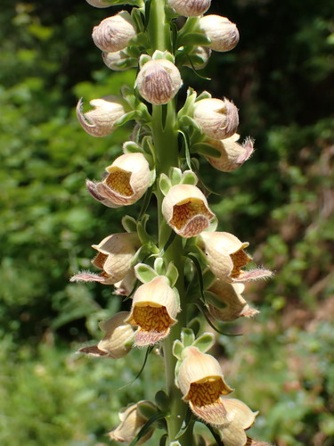 Rusty foxglove (Digitalis ferruginea)