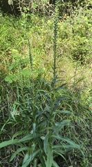 Rusty foxglove (Digitalis ferruginea)