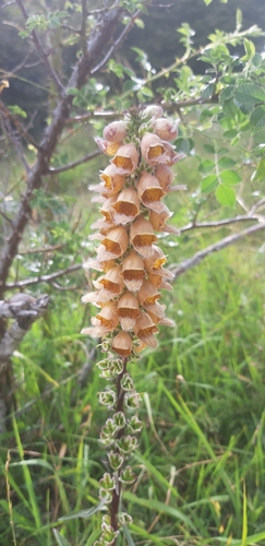 Rusty foxglove (Digitalis ferruginea)