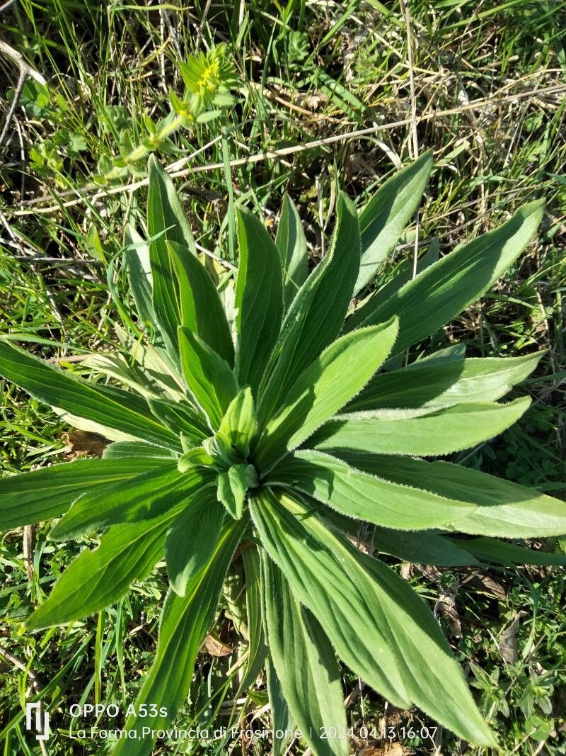 Rusty foxglove (Digitalis ferruginea)
