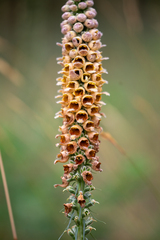 Rusty foxglove (Digitalis ferruginea)