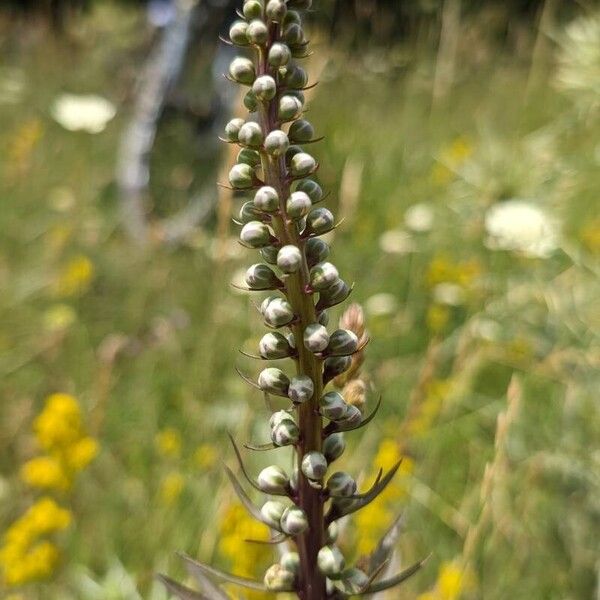 Rusty foxglove (Digitalis ferruginea)