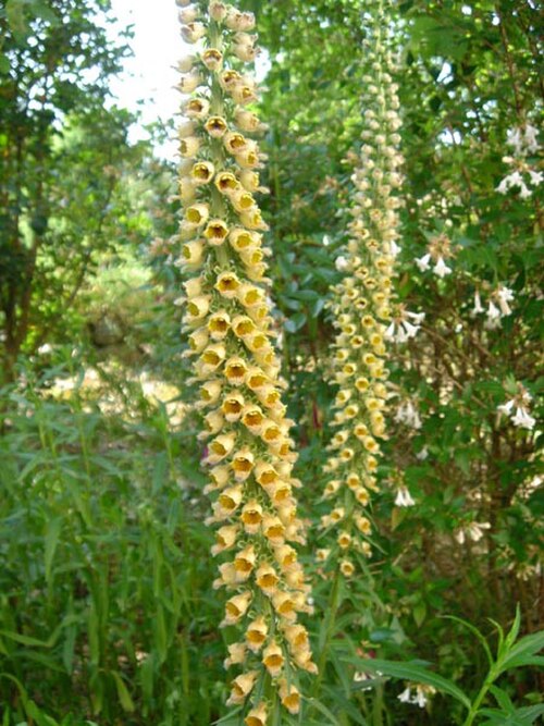 Rusty foxglove: Digitalis ferruginea