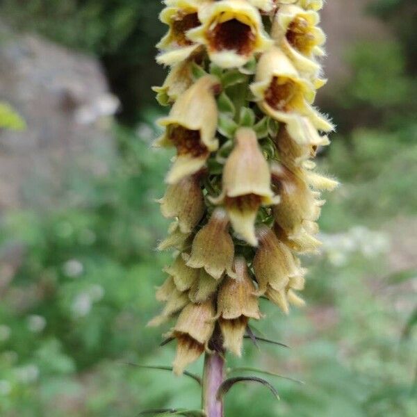 Rusty foxglove (Digitalis ferruginea)