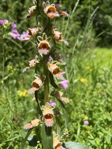 Rusty foxglove (Digitalis ferruginea)
