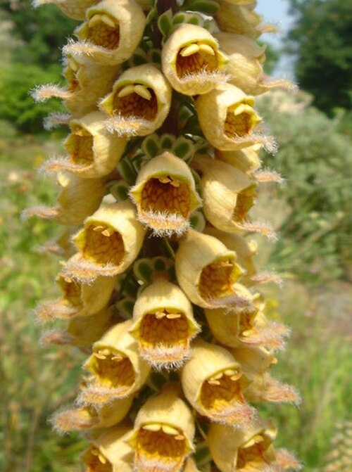 Rusty foxglove: Digitalis ferruginea