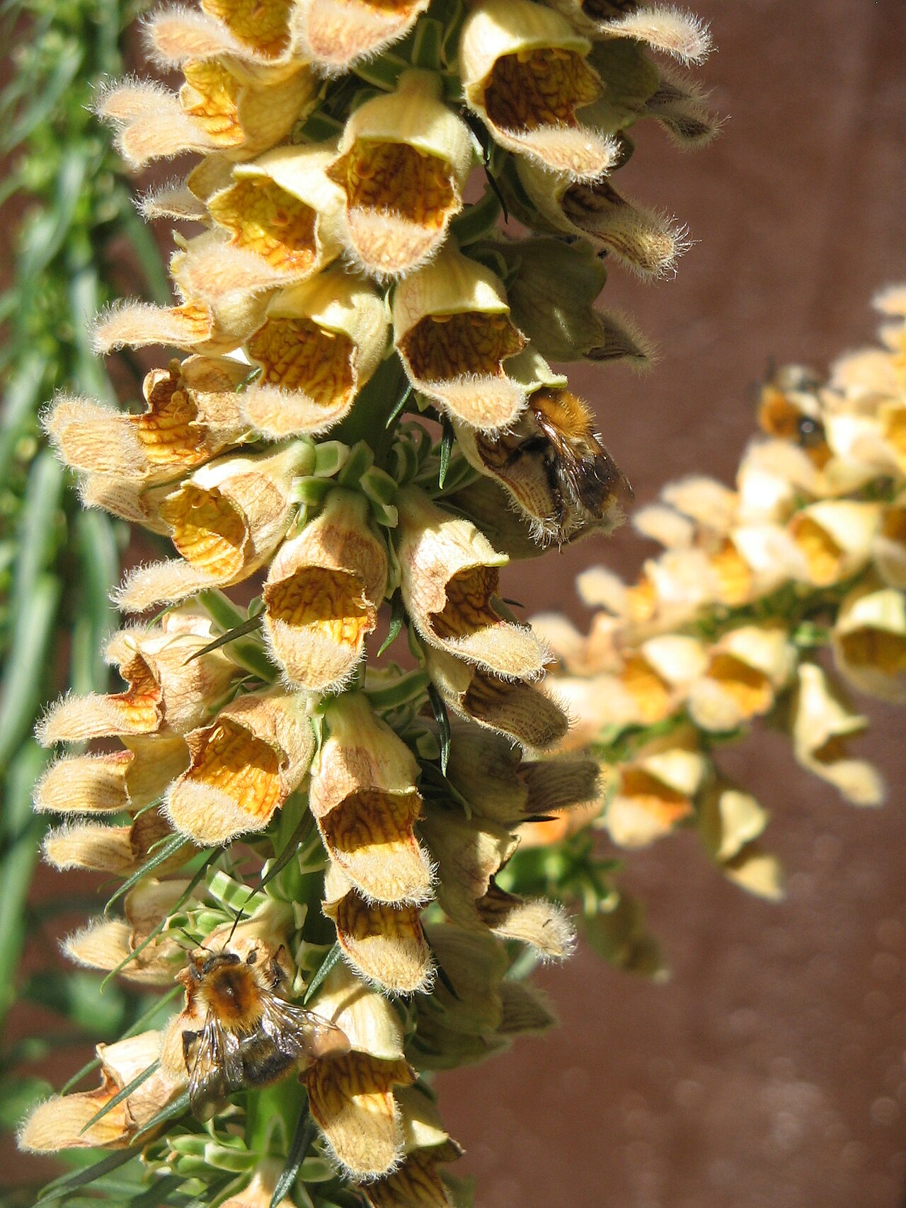 Rusty foxglove: Digitalis ferruginea with honey bees