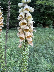 Rusty foxglove (Digitalis ferruginea)
