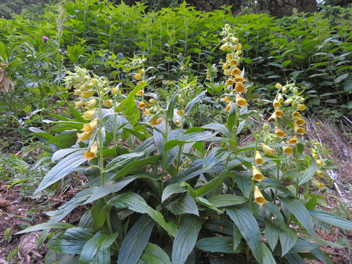 Yellow foxglove (Digitalis grandiflora)