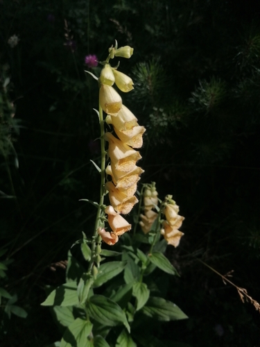 Yellow foxglove (Digitalis grandiflora)