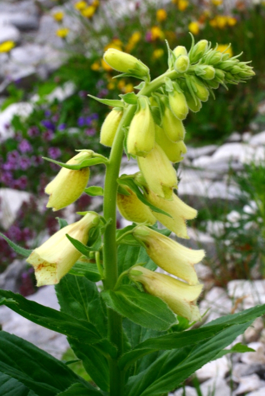 Yellow foxglove: Digitalis_grandiflora (Digitale gialla grande) Località:"Giardino Botanico delle Alpi Orientali", Monte Faverghera (BL), 1500 m s.l.m.