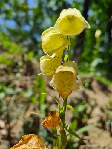 Yellow foxglove (Digitalis grandiflora)