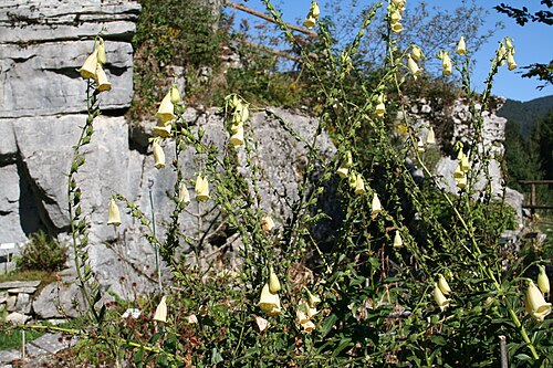 Yellow foxglove: Digitalis_grandiflora (Digitale gialla grande) Località:Giardino Botanico Alpino "Giangio Lorenzoni", Pian Cansiglio, Tambre d'Alpago (BL), 1000 m s.l.m.