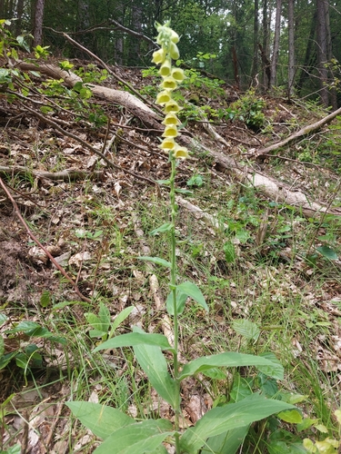 Yellow foxglove (Digitalis grandiflora)