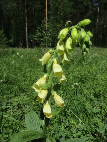 Yellow foxglove (Digitalis grandiflora)