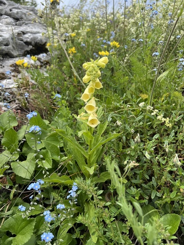 Yellow foxglove (Digitalis grandiflora)