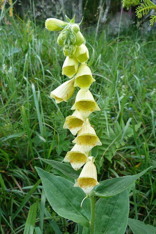 Yellow foxglove: Digitalis grandiflora dans le massif des Vosges.