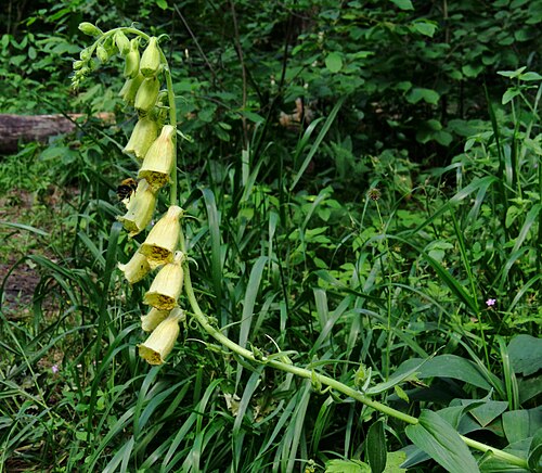 Yellow foxglove: Digitalis grandiflora in the forest near Pushcha-Vodytsya, Kiev, Ukraine