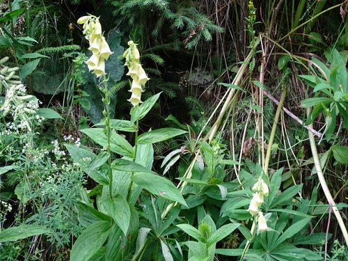 Yellow foxglove (Digitalis grandiflora)