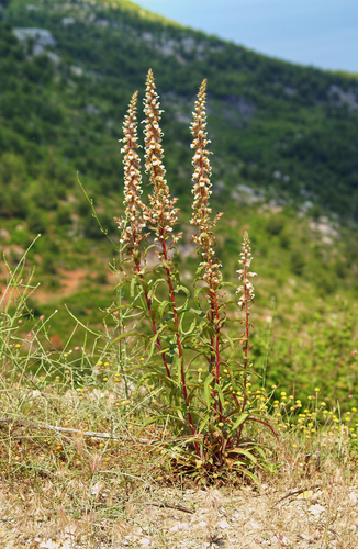 Grecian foxglove (Digitalis lanata)