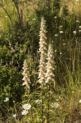 Grecian foxglove (Digitalis lanata)