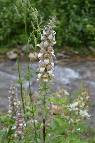 Grecian foxglove (Digitalis lanata)