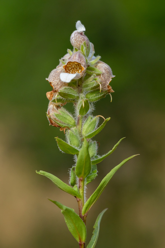 Grecian foxglove (Digitalis lanata)