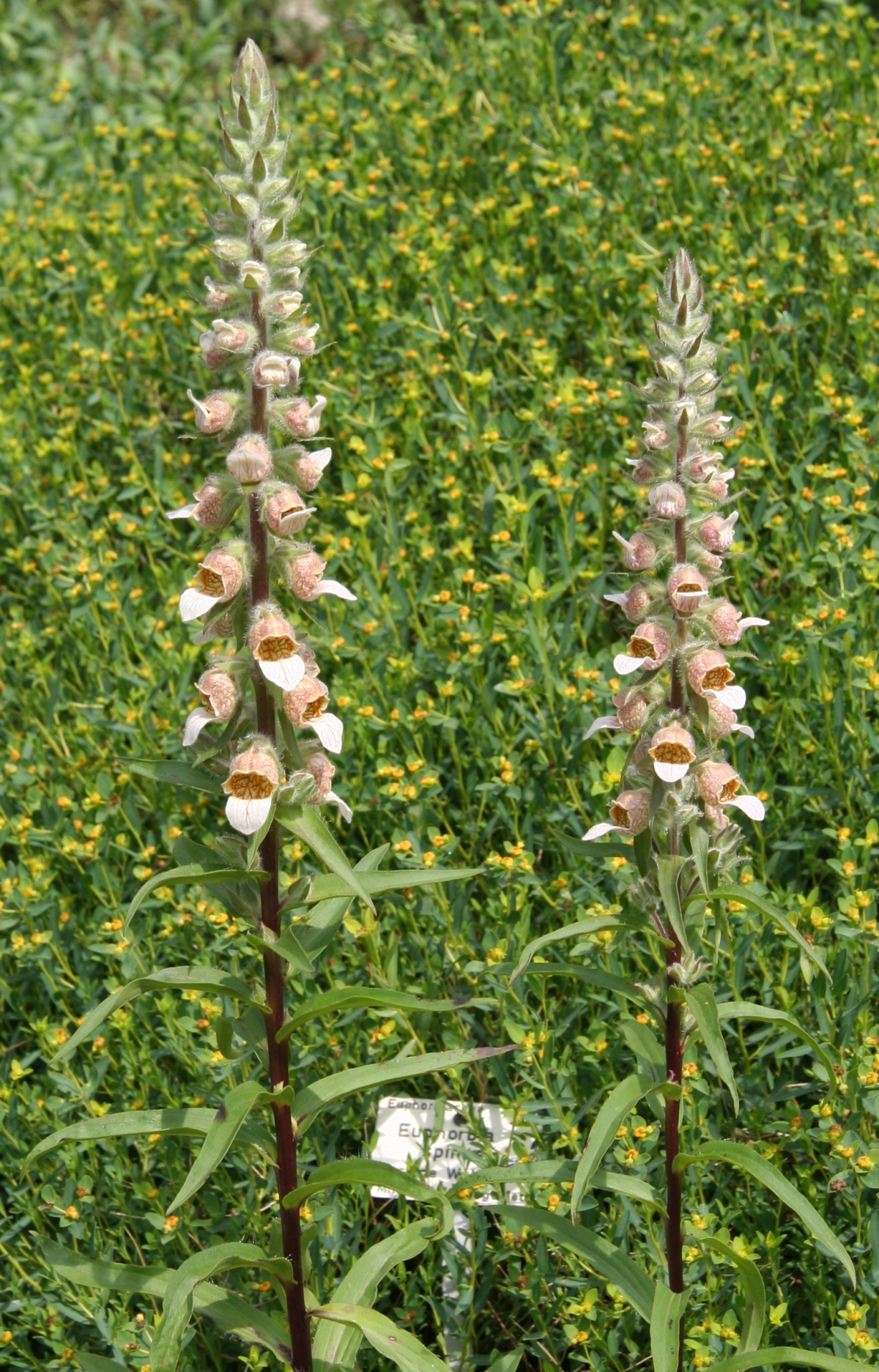 Grecian foxglove: Digitalis lanata im Botanischen Garten Dresden