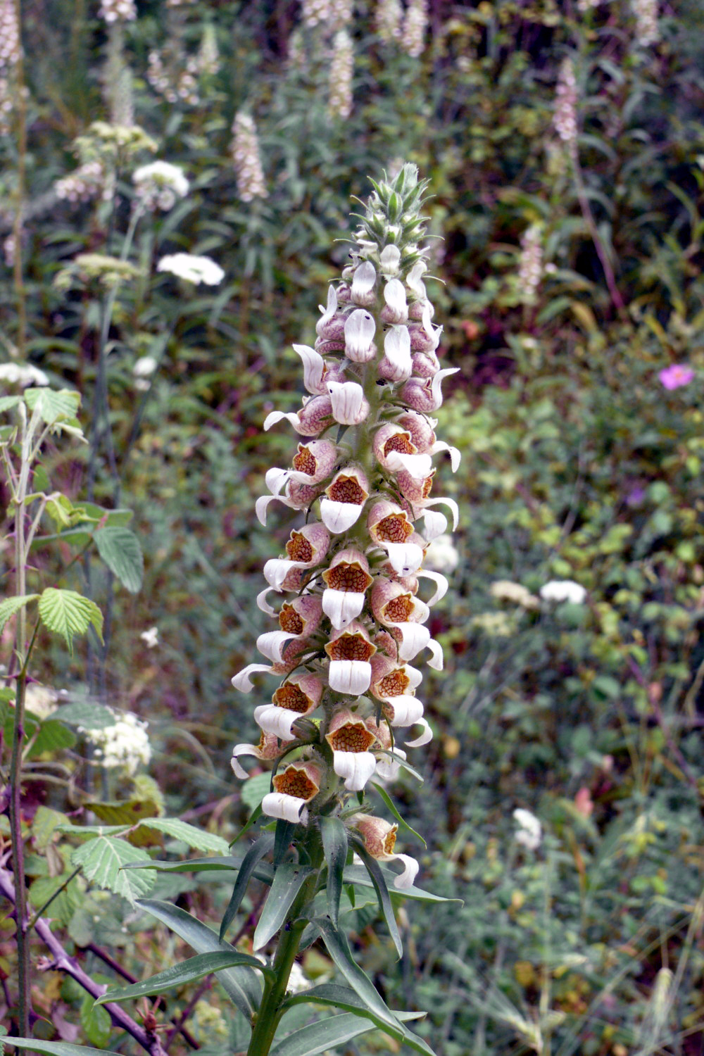 Grecian foxglove: Digitalis lanata , from Thasos, Greece