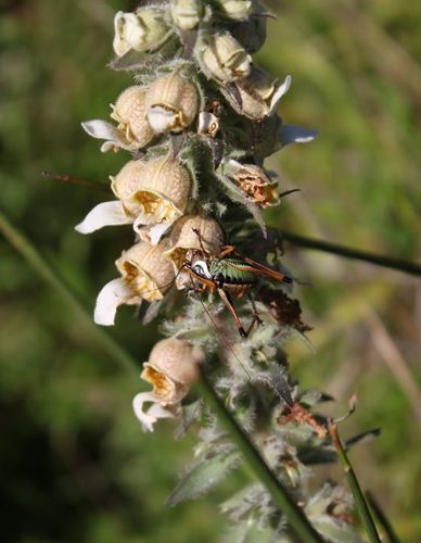 Grecian foxglove (Digitalis lanata)