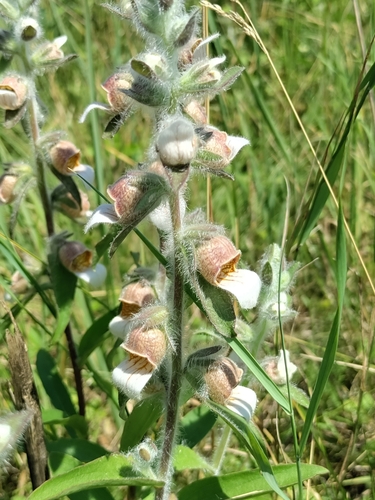 Grecian foxglove (Digitalis lanata)