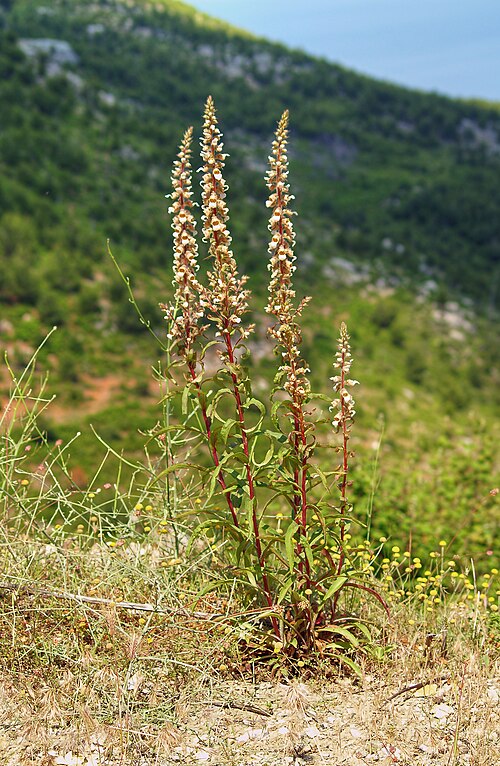 Grecian foxglove: Woolly Foxglove ( Digitalis lanata ), Thasos, Greece