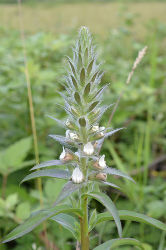Grecian foxglove (Digitalis lanata)