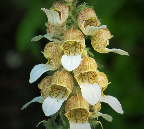 Grecian foxglove: Valbona National Park. Albanian Alps